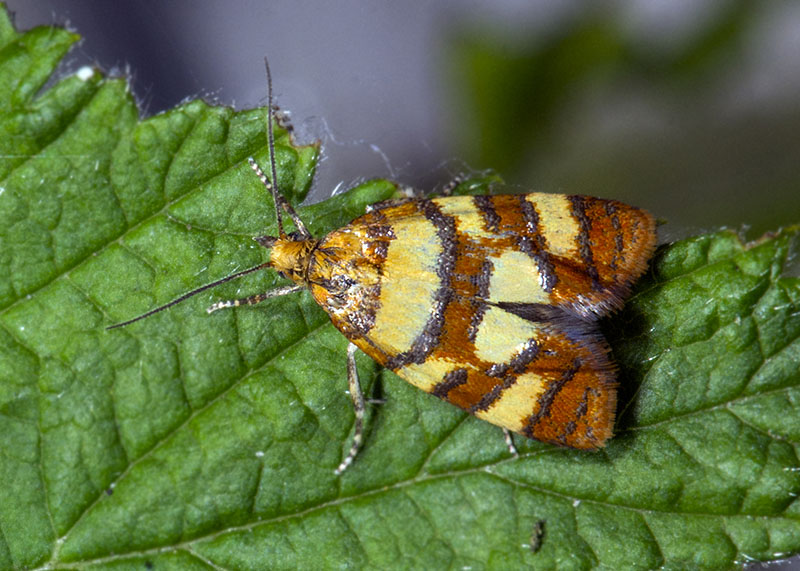 Tortricidae Aethes tesserana